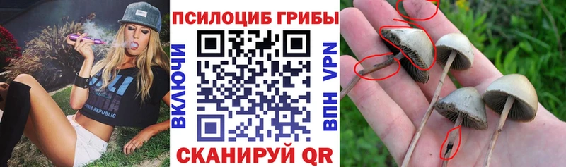 Купить  Старая Русса  Псилоцибиновые грибы мухоморы 